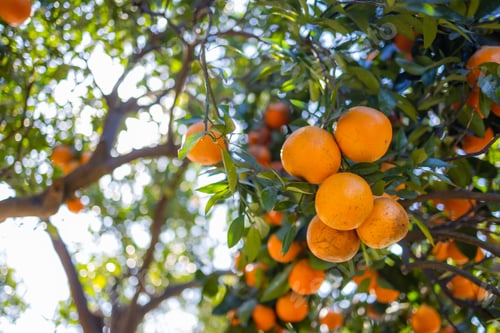 Preview: Orange tree in orange garden