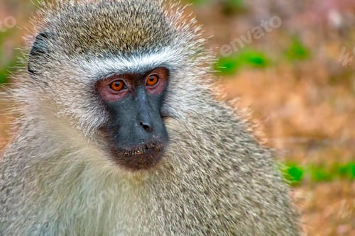 Preview: Vervet Monkey, Kruger National Park, South Africa