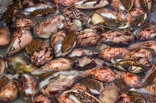 Preview: fresh clams with patterned shells