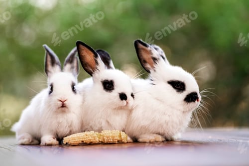 Preview: bunny Easter fluffy baby rabbit or new born rabbit.