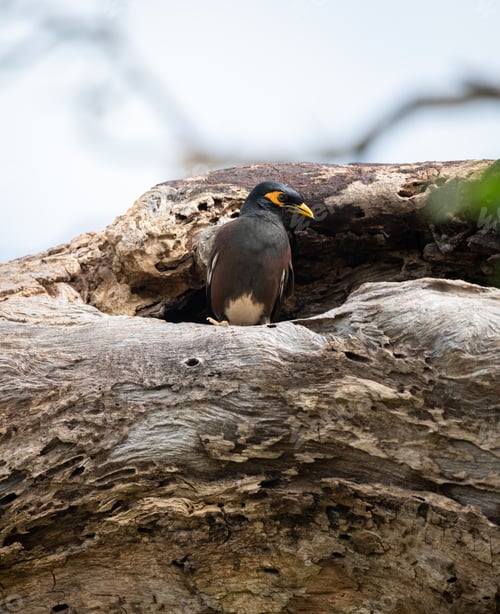 Preview: Mynah bird entering tree the hole nest in the wild.