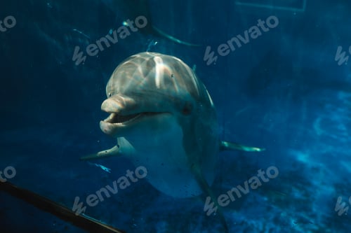 Preview: Gray dolphin swimming underwater in aquarium with blue water