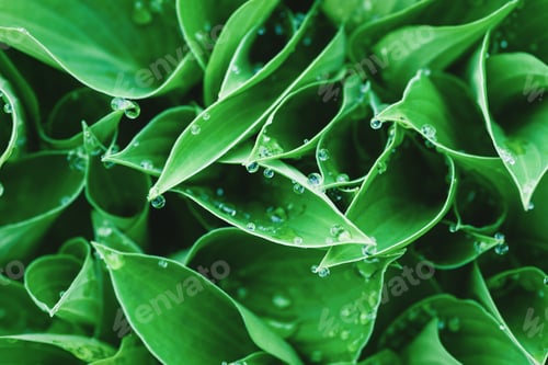 Preview: Green leaves with water drops, plant backgrounds