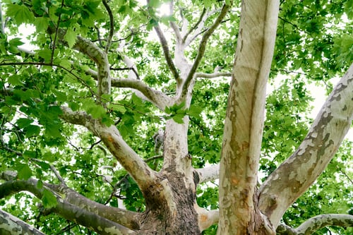 Preview: Large spreading plane tree. Close-up