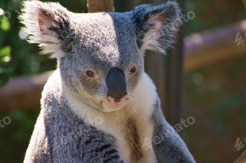 Vorschau: Ein männlicher Koalabär, der im Baum auf einem Ast sitzt. Der SD Zoo hat die meisten Koalas außerhalb Australiens