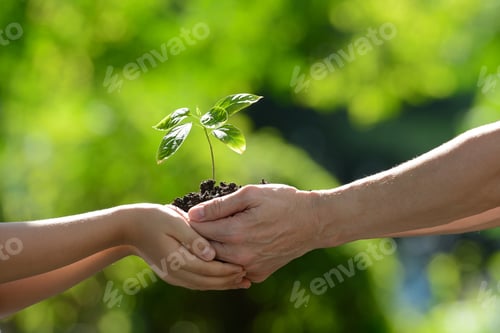 Preview: Holding together a green young plant