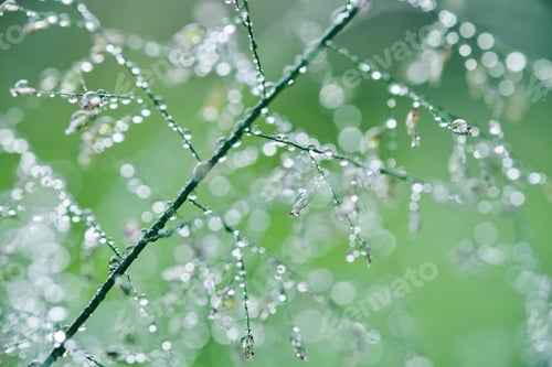 Preview: The Twinkling light on the dew drop on grass