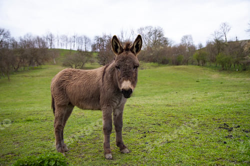 Preview: Donkey in country yard.