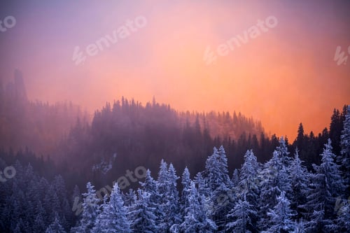 Preview: Snowy fir trees