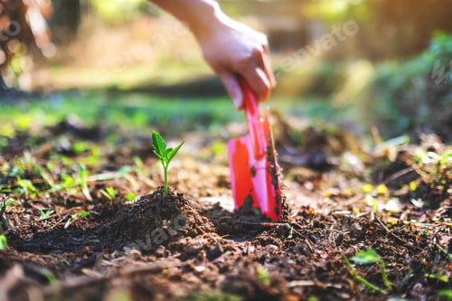 Preview: Closeup image of a woman using shovel to plant a small tree in the garden