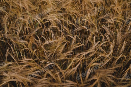 Preview: texture of wheat crops growing in the field