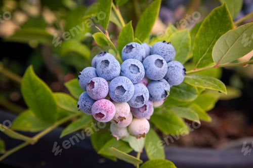 Preview: Blueberry farm with bunch of ripe fruits on tree during harvest season