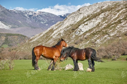 Preview: Horses in a green valley. Castilla y Leon mountain landscape