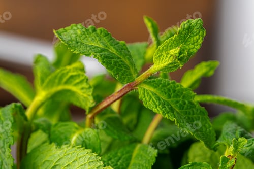 Preview: Bunch of fresh green mint leaves close up