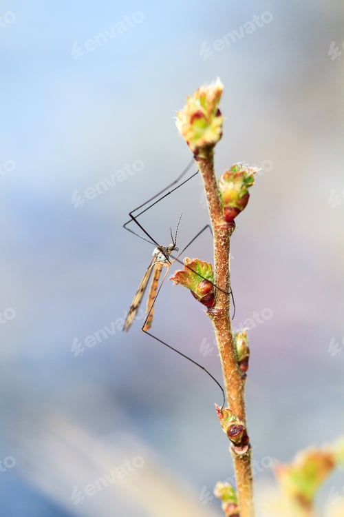 Preview: Crane Fly on a Plant in England