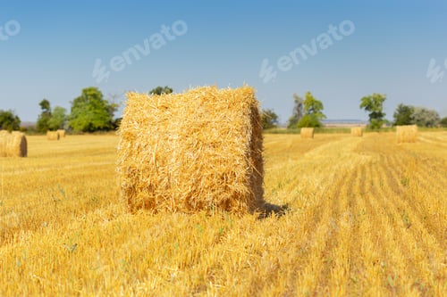 Preview: Golden hay bales in countryside