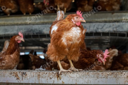 Preview: Chicken inside a henhouse