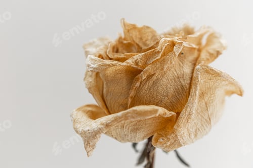 Preview: Withered white rose on a white background