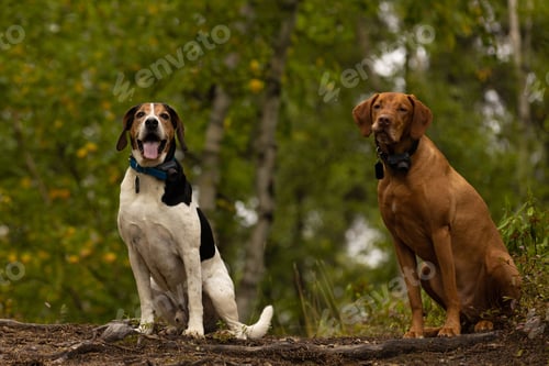 Preview: Close up of two dogs a Halden Hound and a Vizsla standing next to each other in a dense forest