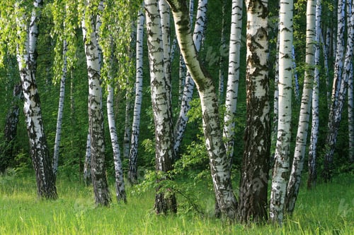 Preview: Birch trees in a summer forest