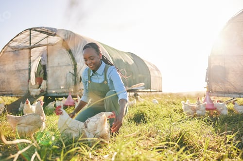 Preview: Farm management, black woman and chicken on agriculture on a eco friendly and sustainable with live