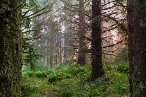 Preview: Rain forest