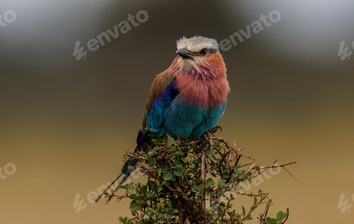 Preview: Lilac Breasted Roller in Africa