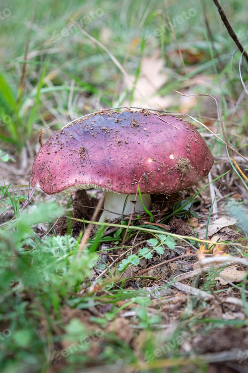 Preview: Russula atropurpurea or purple brittlegill edible wild mushroom