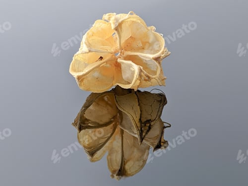 Preview: Closeup dry plant with reflection on a black acrylic board