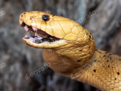 Preview: Cape Cobra (Naja nivea) is displaying an intimidating defensive stance with its mouth open