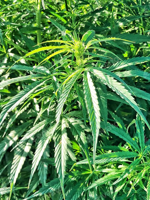 Preview: Alternative Medicine
State approved agriculture medical marijuana field in Upstate New York