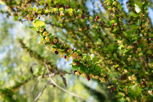 Preview: Close-up of springtime blossoms on barberry shrub in sunlight