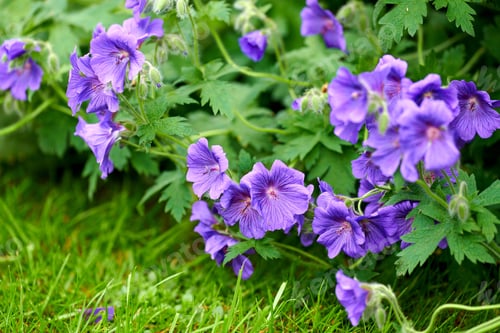 Preview: Blue Geranium