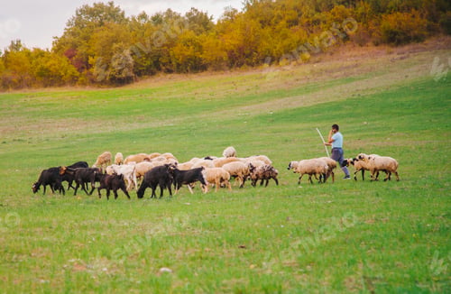Preview: Countryside life