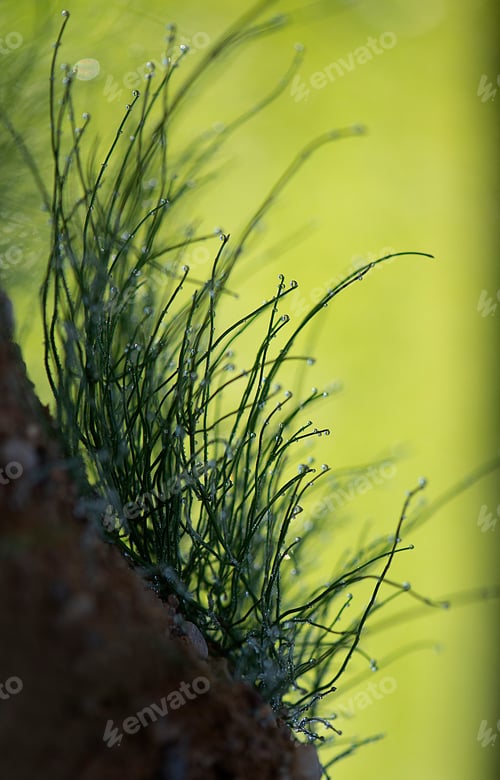 Preview: moss on a rock with some water drops on it's stems