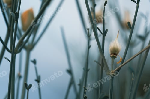 Preview: Close up of a fluffy willow twig on a blurred background