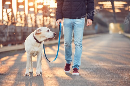 Preview: Morning walk with dog. Young man with his labrador retriever on the iron bridge at the sunrise.