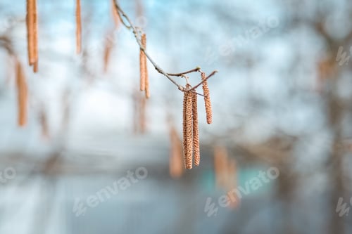 Preview: Common Hazel male catkins, Betulaceae