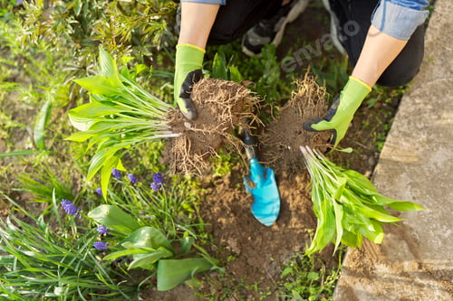 Preview: Close-up of spring dividing and planting bush of hosta plant in ground
