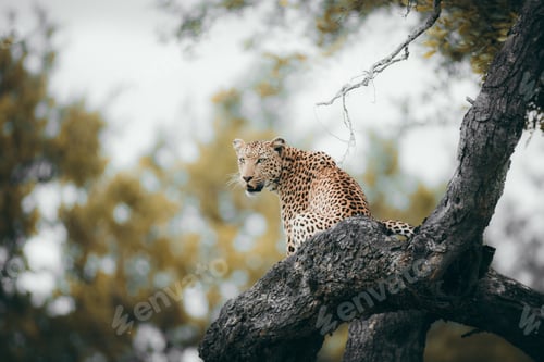 Preview: Leopard in the tree in the Kruger national safari game reserve