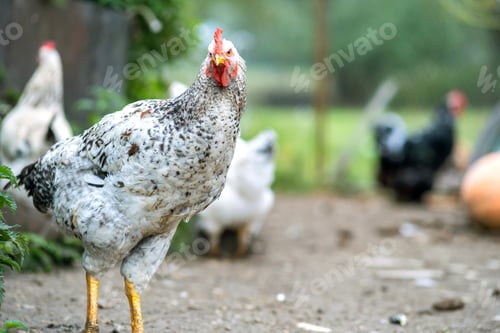 Preview: Hens feeding on traditional rural barnyard. Close up of chicken on barn yard. Free range poultry
