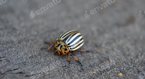 Preview: Colorado potato beetle crawls on the ground. Beetle close-up. Pest. Agricultural industry
