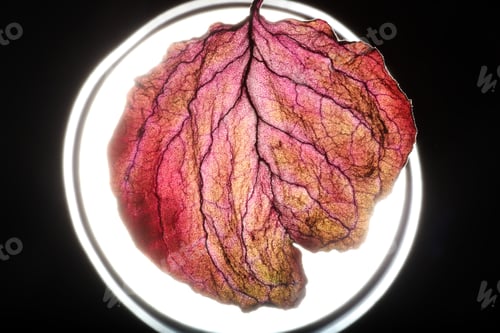 Preview: Dry Leaf Texture Abstract Background