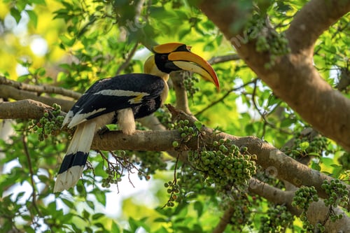Preview: The great hornbill bird