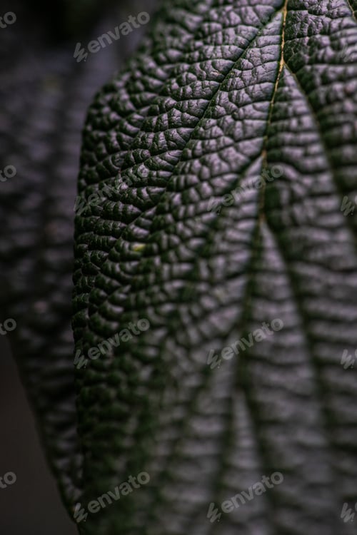 Preview: Deep green textured leaves