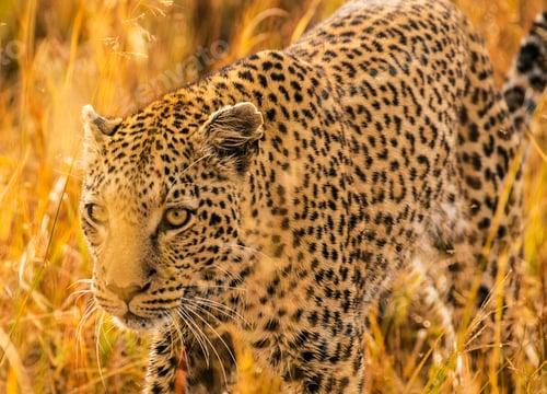 Preview: A Beautiful Botswana Wildlife in picture of World