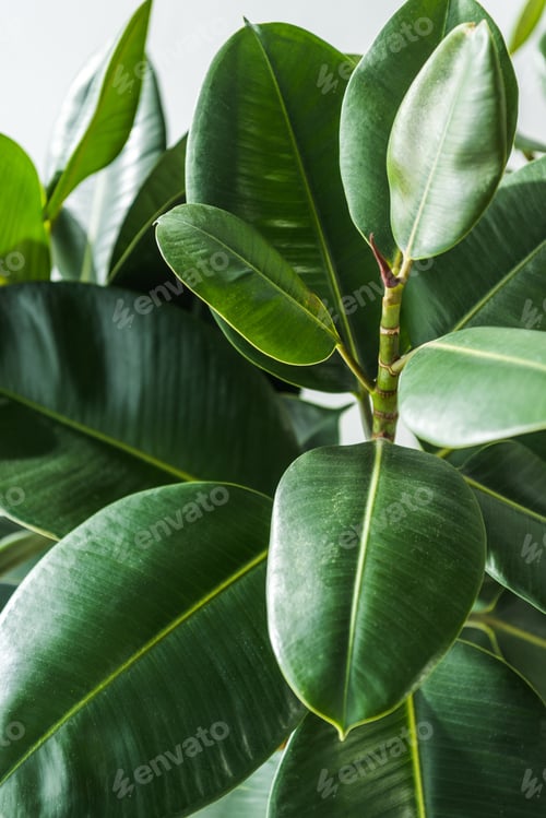 Preview: Closeup shot of a beautiful green house plant