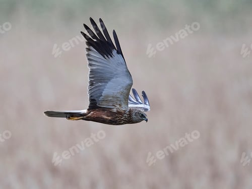 Preview: Western marsh harrier (Circus aeruginosus)