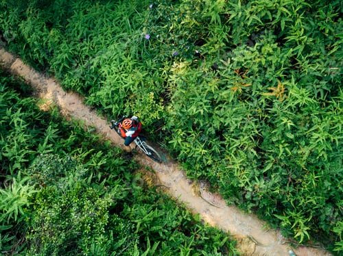 Preview: Cross country biking in summer forest