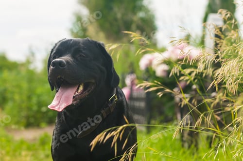Preview: Black labrador retriever dog